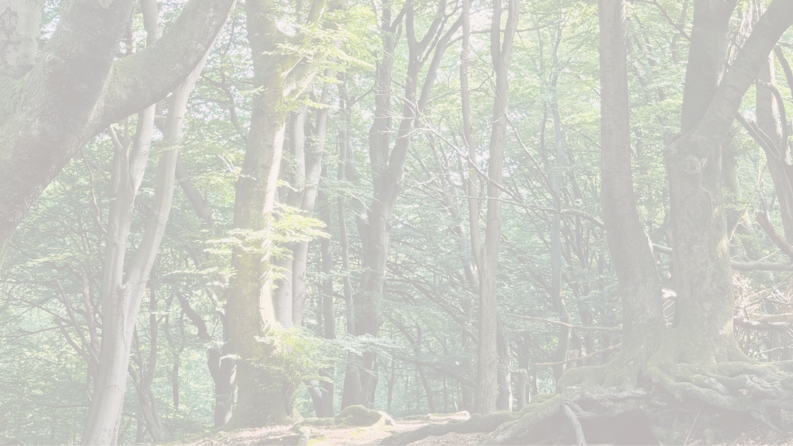 bomen in een bos