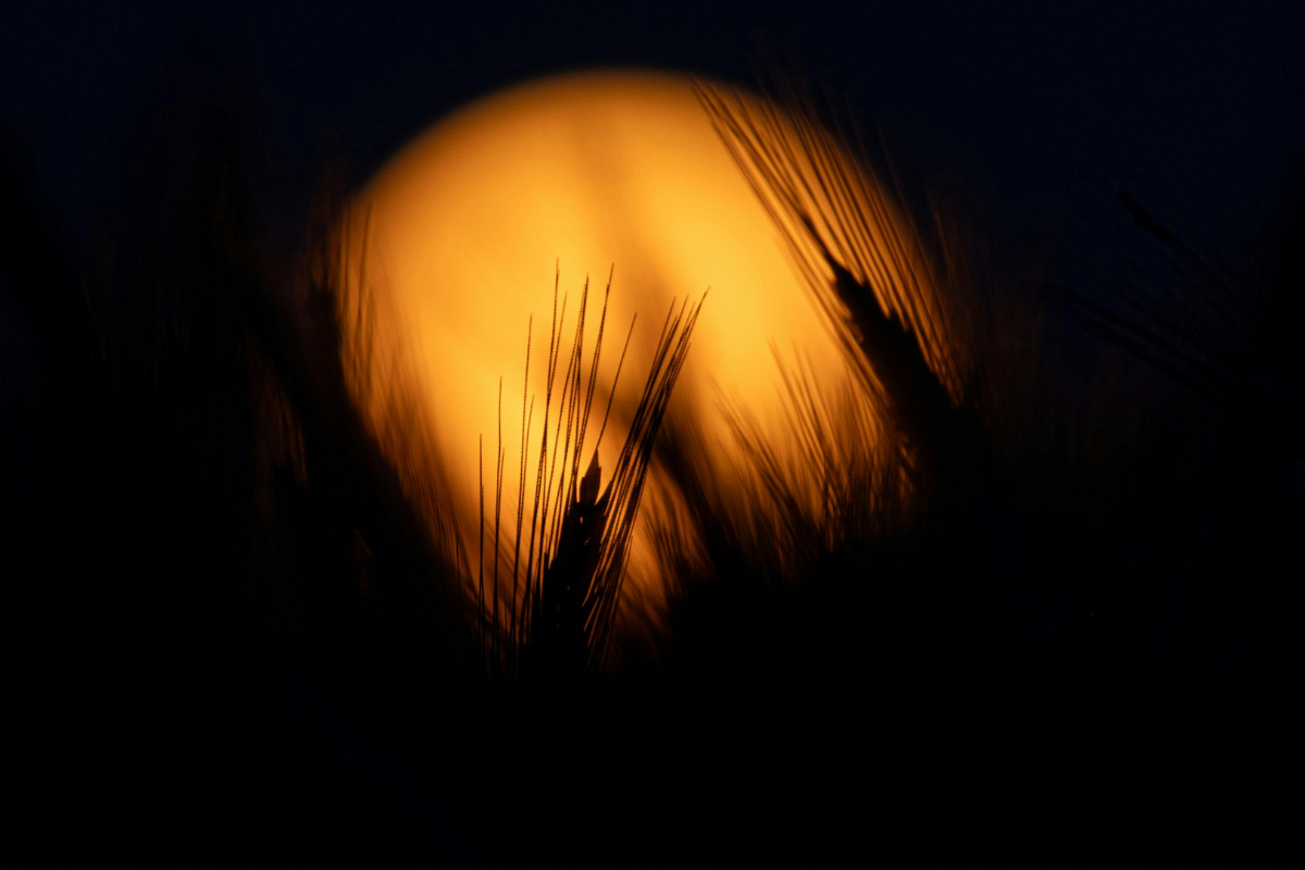 Volle maan met volgroeide gras sprieten om de volle oogstmaan in te luiden